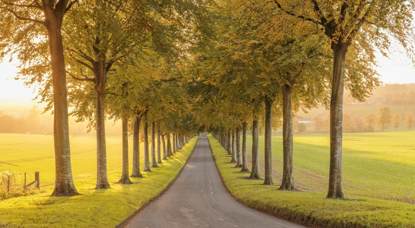 秋天树木小道 6K风景壁纸 电脑壁纸