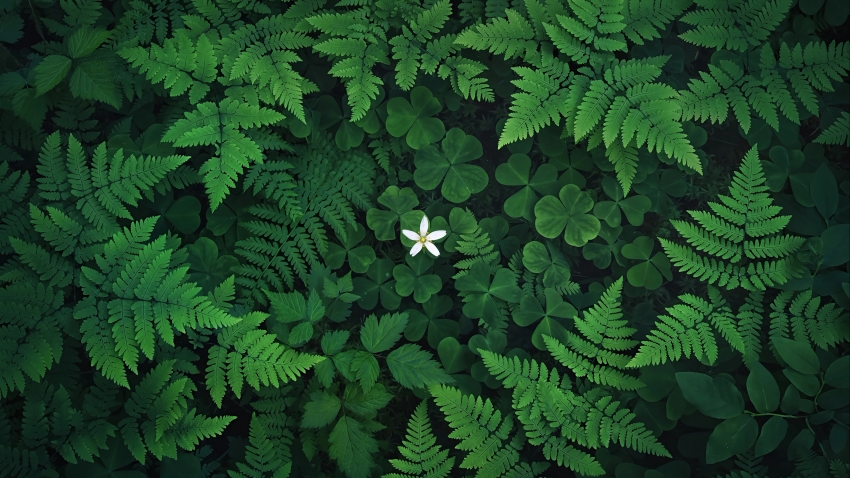 三叶草 小白花 蕨类植物 护眼 带鱼屏壁纸 4K壁纸